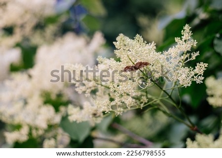 White Flowers on a branch with green leaves. Summer background