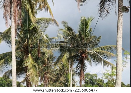 Coconut trees with their green leaves