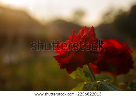 Red rose with green leaves in background. Valentine's Day love concept.