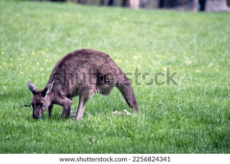 the western grey kangaroo iseating grass in a field
