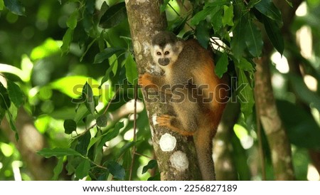a squirrel monkey, in a tree, looks around at manuel antonio national park of costa rica