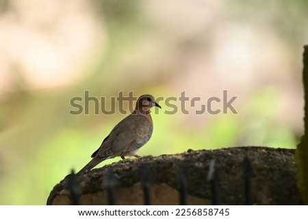 Closeup picture of Laughing Dove against clean background at Nagpur