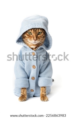 Funny Bengal cat in clothes on a white background.