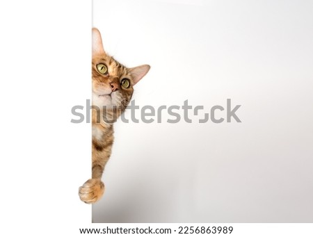 Funny cat peeks out from behind the wall. Copy space. Royalty-Free Stock Photo #2256863989