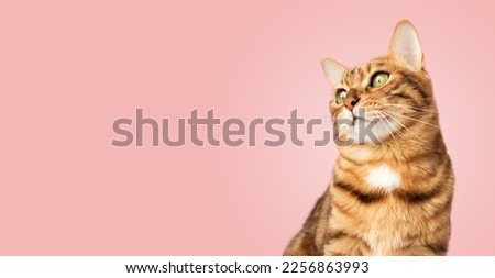 Portrait of a Bengal cat on a pink background. Copy space. Royalty-Free Stock Photo #2256863993