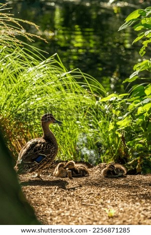 A grass duck with little ducklings next to the pond