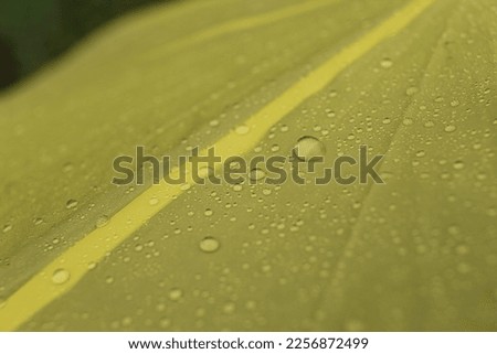 Closeup view of yellow umbrella with rain droplets