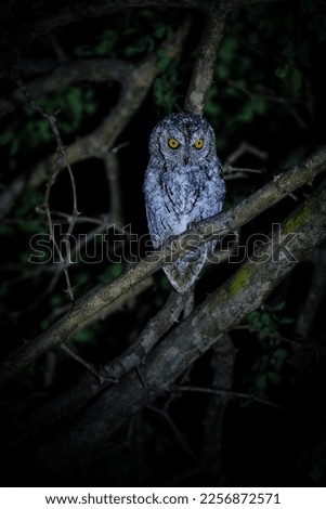 Scops Owl on the branch 