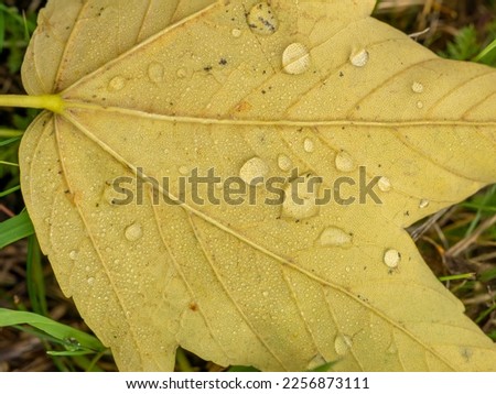 Water drops on a yellow leaf, autumn season in forest