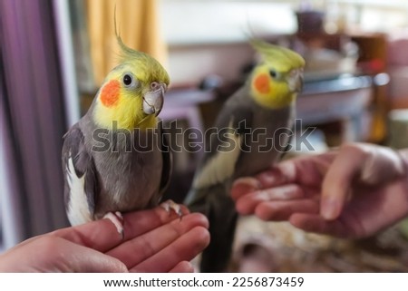 Beautiful photo of a bird.Funny parrot.Cockatiel parrot.
Home pet yellow bird.Beautiful feathers.Cute cockatiel.Home pet parrot.A bird with a crest.Natural color.Birdie.The parrot looks in the mirror. Royalty-Free Stock Photo #2256873459