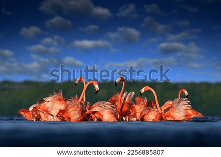 Flock of bird in the river sea water, with dark blue sky with clouds. Flamingos, Mexico wildlife. American flamingo, Phoenicopterus ruber, pink red birds in nature mangrove habitat, Royalty-Free Stock Photo #2256885807