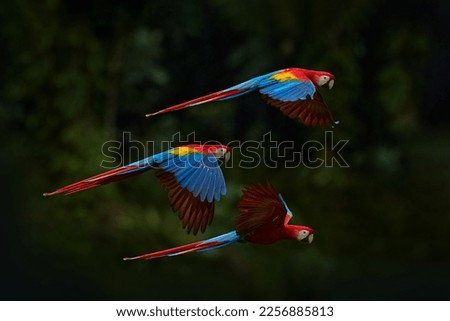 Red parrots flying in dark green vegetation. Scarlet Macaw, Ara macao, in tropical forest, Brazil. Wildlife scene from nature. Parrot in flight in the green jungle habitat. Royalty-Free Stock Photo #2256885813