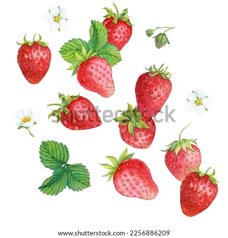 Falling juicy ripe strawberries with green leaves on a white background. Watercolor illustration for advertising juices, desserts, pastries. Royalty-Free Stock Photo #2256886209