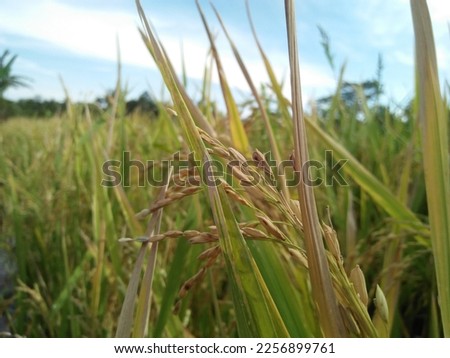 close up picture of rice plant that's starting to turn yellow
