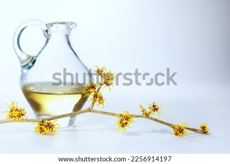 Glass jug with essential oil and aflowering hamamelis or witch hazel branch, natural cosmetics for body and skin care, gray background, copy space, selected focus Royalty-Free Stock Photo #2256914197