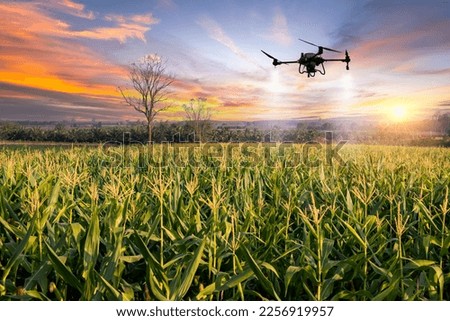 Agriculture drone flying about sweet corn fields to sprayed fertilizer is agricultural smart farm business concept wite twilight sky background. Royalty-Free Stock Photo #2256919957