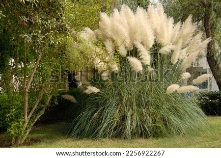 Cortaderia selloana is a nice floering grass for the garden Royalty-Free Stock Photo #2256922267