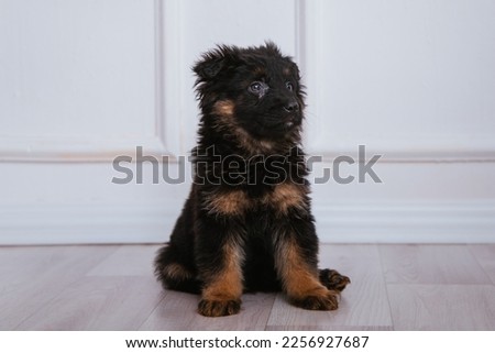 Puppy of a brown German shepherd sit on a white background. Great pets. Dog