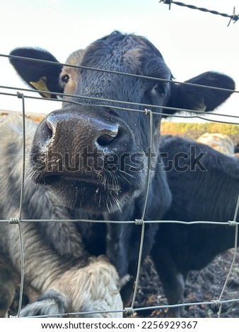 Beef cattle sniffing on a farm in Scotland