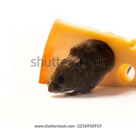 Mouse-like rodents as pests for humans. Mice and voles enter warehouses and households and destroy food products. Vole gnawed hole in cheese, isolated on white background. Cool picture