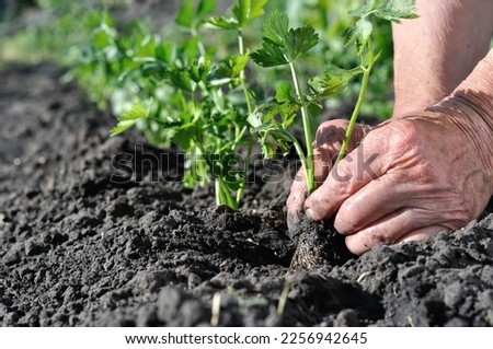 gardener's hands planting a celery seedling in the vegetable garden, selective focus Royalty-Free Stock Photo #2256942645