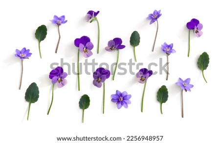 Flowers viola tricolor ( pansy ) and blue flowers hepatica ( liverleaf or liverwort ) on a white background. Top view, flat lay Royalty-Free Stock Photo #2256948957