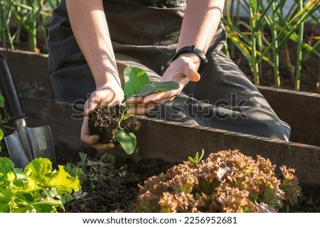 Gardening Family gardeners plant a plant in the ground.Agroculture.plants garden, farming, freelance, work at home, slow life, mood Agriculture, gardening cottagecore, ecology,agrarian life Royalty-Free Stock Photo #2256952681