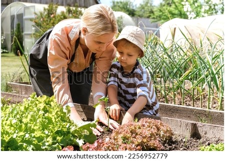 Gardening Family gardeners plant a plant in the ground.Agroculture.plants garden, farming, freelance, work at home, slow life, mood Agriculture, gardening cottagecore, ecology,agrarian life Royalty-Free Stock Photo #2256952779