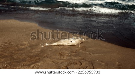 Dead Dolphin on beach. Common porpoise (Phocoena phocoena relicta). Marine mammals increasingly dying from water pollution, many screws of ships, from shortage of fish after fishery, by-catch Royalty-Free Stock Photo #2256955903