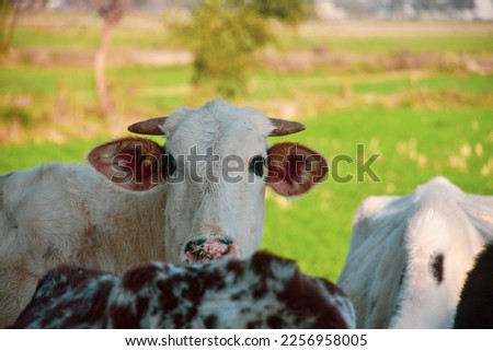 Young black and white calf at dairy farm. Newborn baby cow, Selective focus