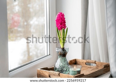 Hyacinths Hyacintus orientalis growing and blooming in home in special growing vase in February. Flowers in bloom on home window sill. Snowy trees on background, copy space. Royalty-Free Stock Photo #2256959217