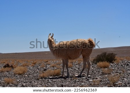 Lamas in Atacama Desert Chile South America