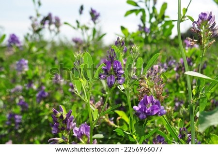 Alfalfa flowers for growing seeds, alfalfa in a field with flowers, background Royalty-Free Stock Photo #2256966077