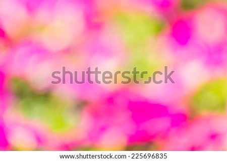 Bokeh of multi-colored flowers combined with a beautifully blurred.