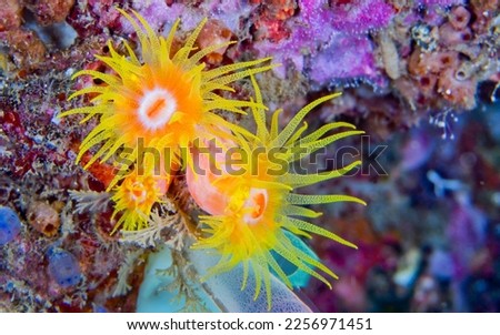 Encrusting Sea Anemone at Coral Reef  Lembeh  North Sulawesi  Indonesia  Asia Royalty-Free Stock Photo #2256971451