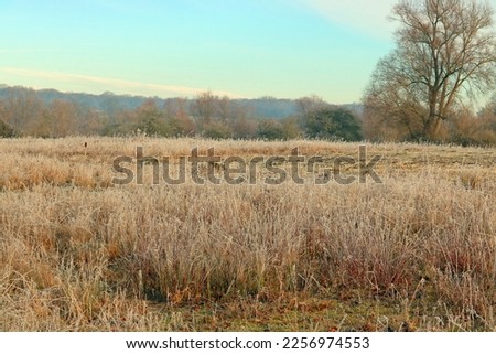 White frost on the long grass in the countryside in the Winter.
