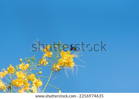 Bee, beautiful bee (mamangava) pollinating beautiful yellow flowers in summer in Brazil, natural light, selective focus.
