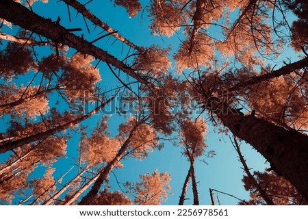 treetops against the blue sky infrared photography