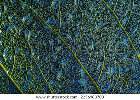 dewy leaf skeleton, leaf background with veins and cells - beautiful macro photography