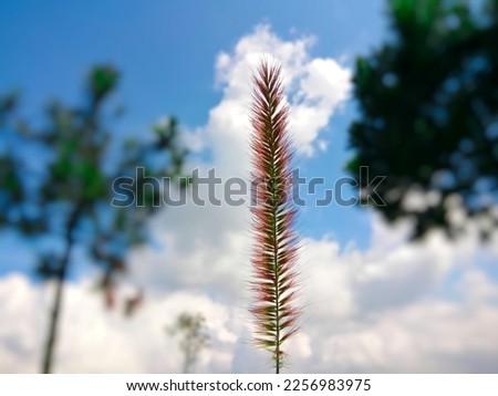 Beautiful pink plant among pine trees against blue sky and white clouds in summer