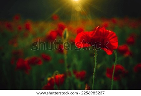 Poppy flower. Anzac background. Poppy field, Remembrance day, Memorial in New Zealand, Australia, Canada and Great Britain. Red poppies.