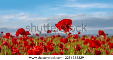 Poppy field, Remembrance day, Memorial Anzac day banner. Remember for Anzac, Historic war memory. Royalty-Free Stock Photo #2256985329
