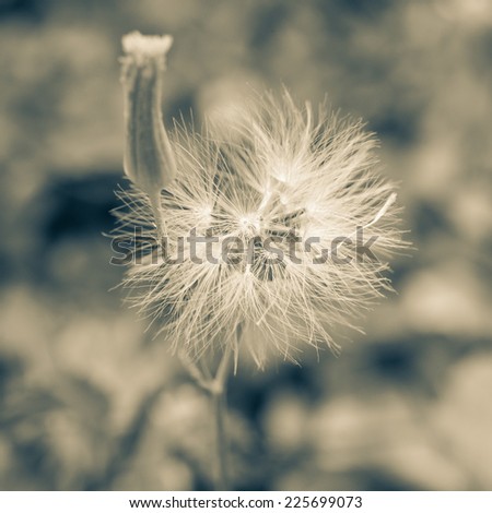 one flower with vintage color tone