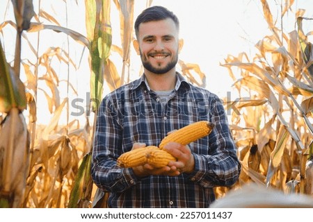 Farmer in field checking on corncobs.