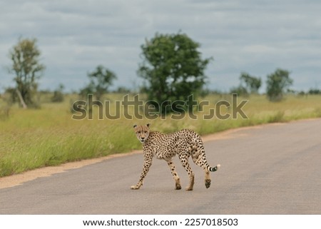 Cheetah - Acinonyx jubatus crossing the road. Photo from Kruger National Park in South Africa.