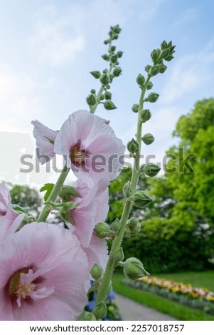 A tall healthy pale pink hollyhock flowering plant with large round blooms and dark burgundy centers leans towards the sun. Rows of colorful flowers, green trees and blue sky are in the background. 