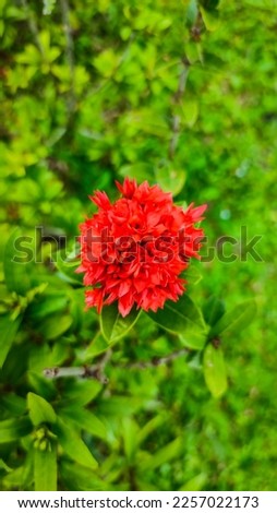 beautiful red wildflowers by the road with green leaves