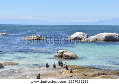 penguins of boulder beach south africa