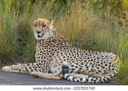Cheetah - Acinonyx jubatus lying on road with green grass in background. Photo from Kruger National Park in South Africa.