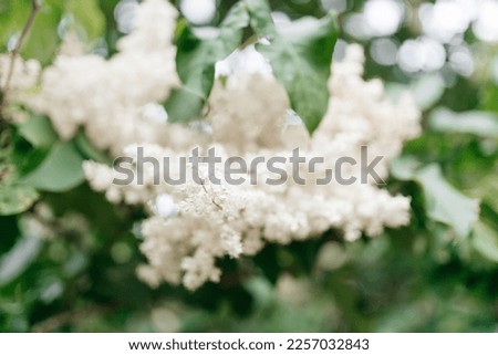 White Flowers on a branch with green leaves. Summer background